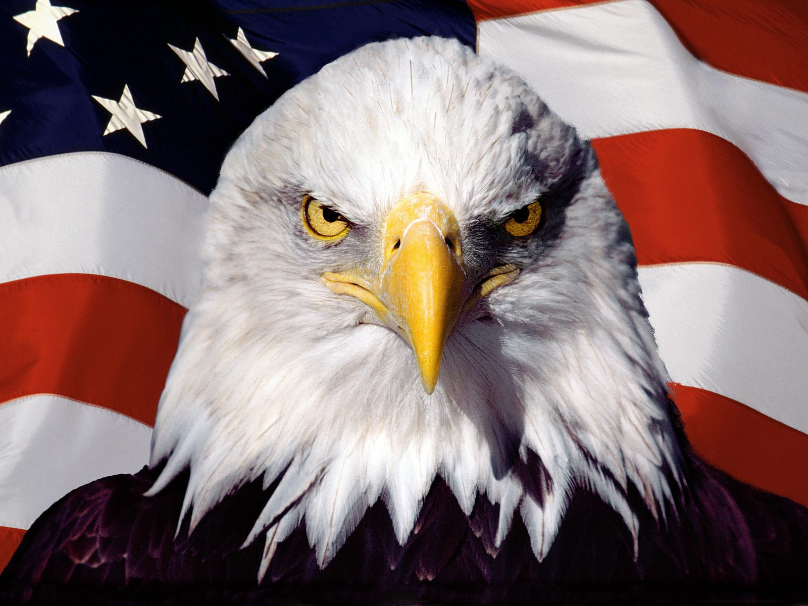 Eagle-Patriot.jpg